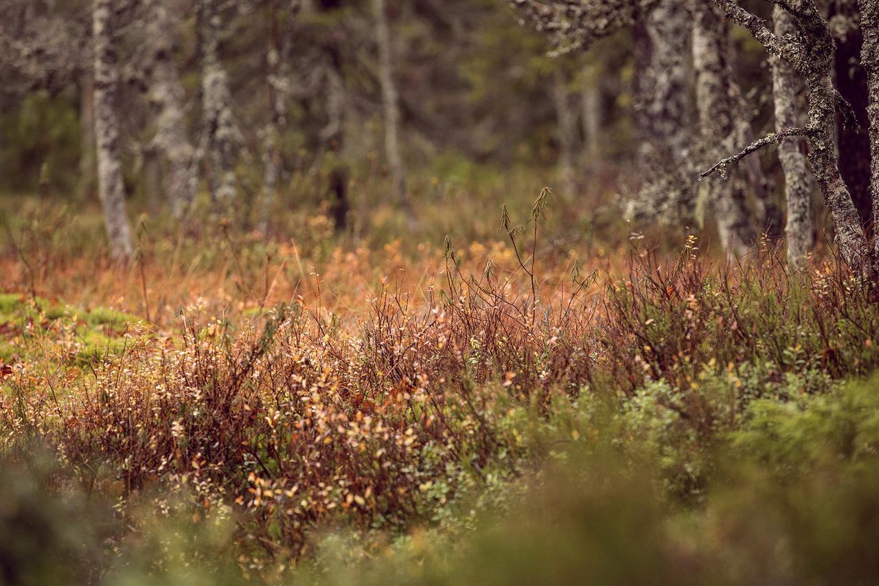 Vuokatti Sport Resort Eksteriør bilde